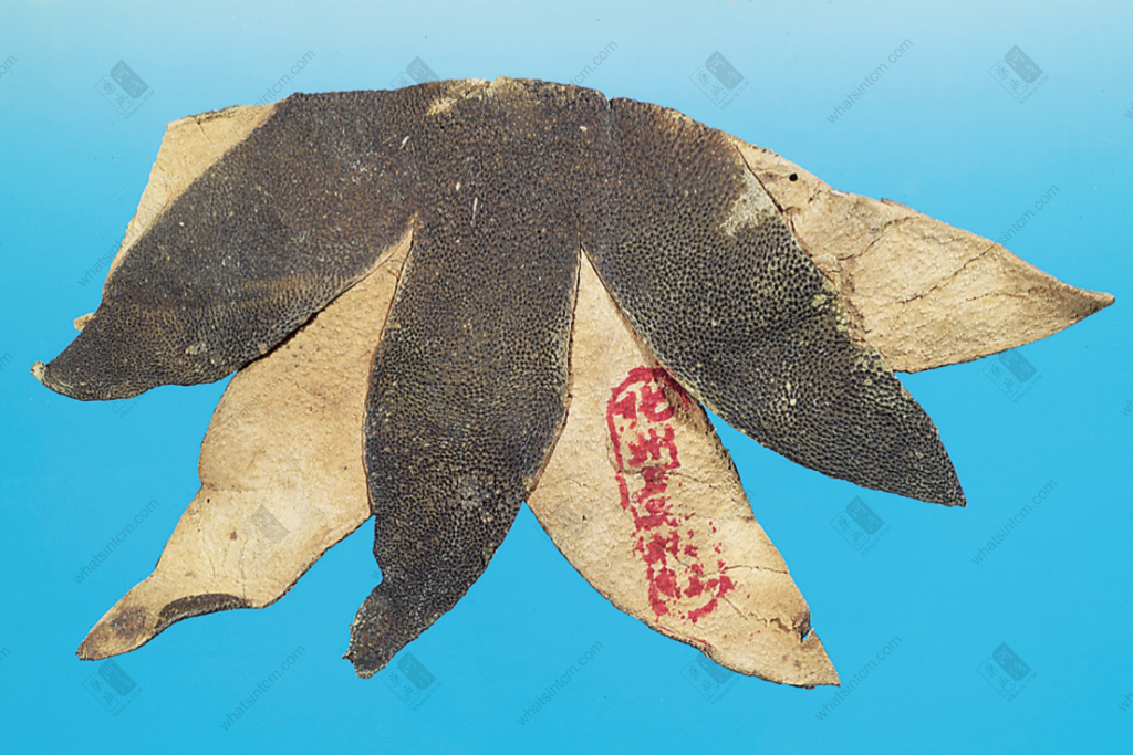 化州橘紅:六角星狀，俗稱「六爪」